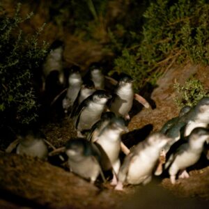 Bicheno Penguin Tours Experience the magic of seeing little penguins return from the sea to their burrows at dusk. Guided tours offer a chance to observe these adorable creatures.