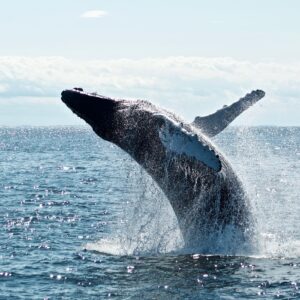 Depending on the season, you might catch a glimpse of migrating whales off the coast. Boat tours are available for whale watching adventures.